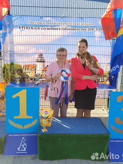 Вязка такса