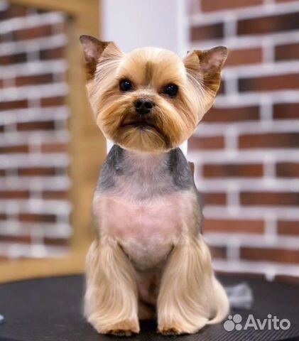 Грумер стрижка собак