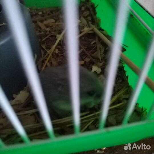 Хомяки джунгарики
