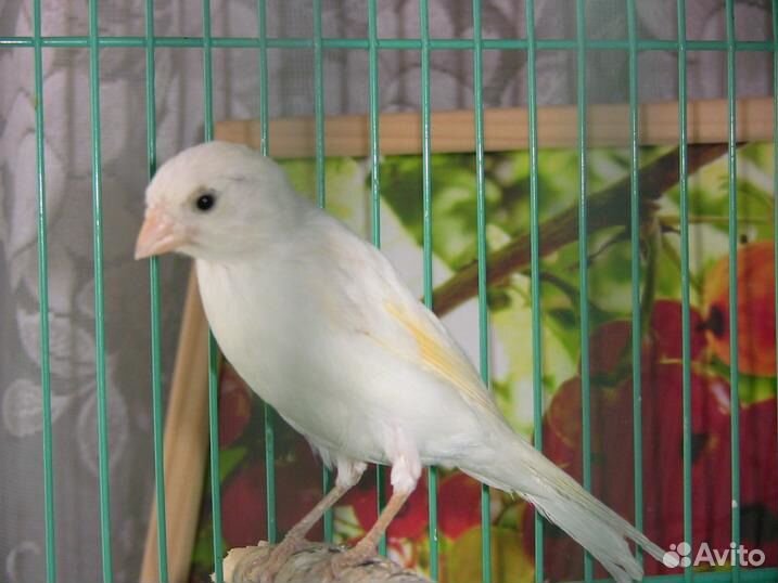 Канарейки разные