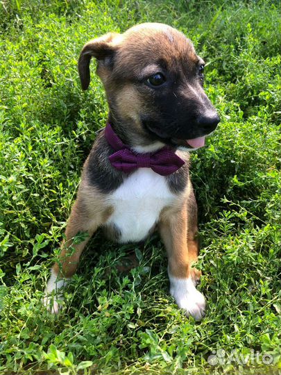 Красавец мужчинка в добрые ручки