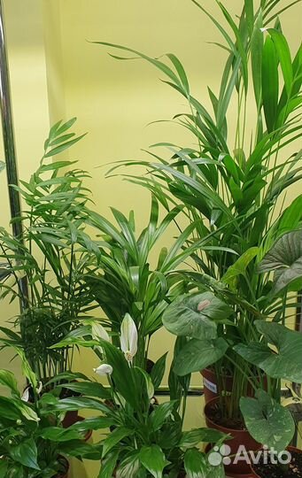 Пальма Хризалидокарпус, Хамедория