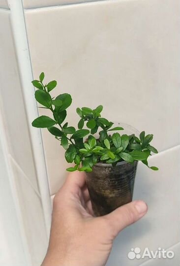 Микроцитрус (пальчиковый лайм)