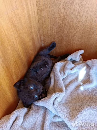 Домашние животные котята