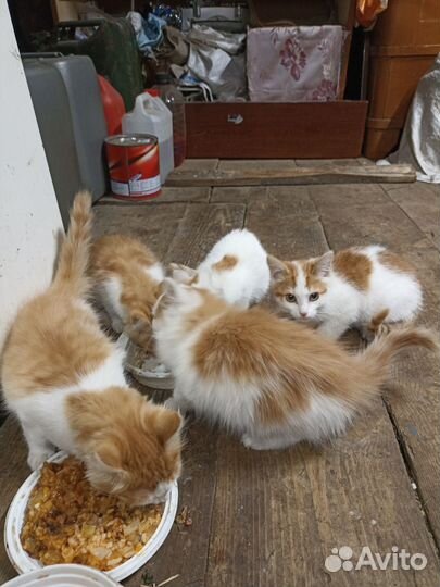 Котята в добрые руки. Возраст не больше 1,5 мес