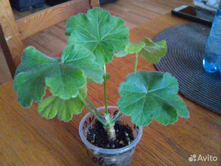 Пеларгония зонартик Ю Лариса Огудалова черенок