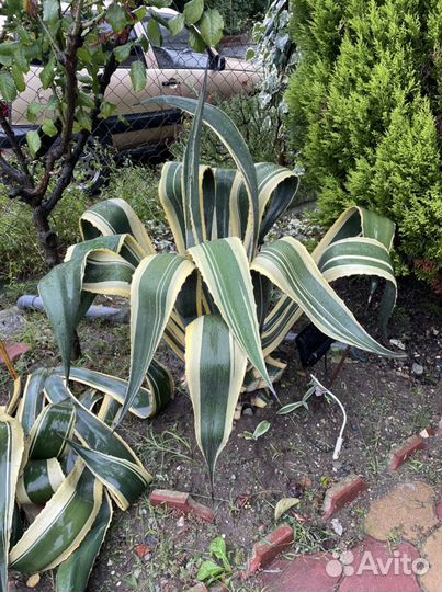 Агава Американская