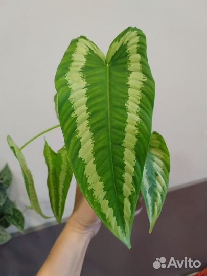 Растения из личной коллекции