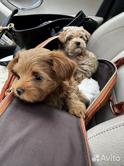 Щенки мальтипу мини