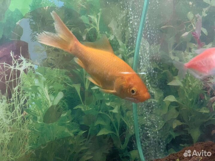 Золотая рыбка