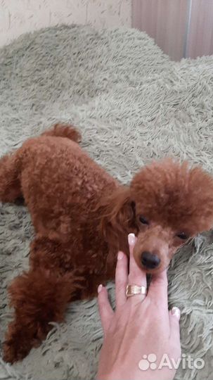 Той-пудель кобель на вязку