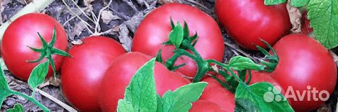 Семена Томата 