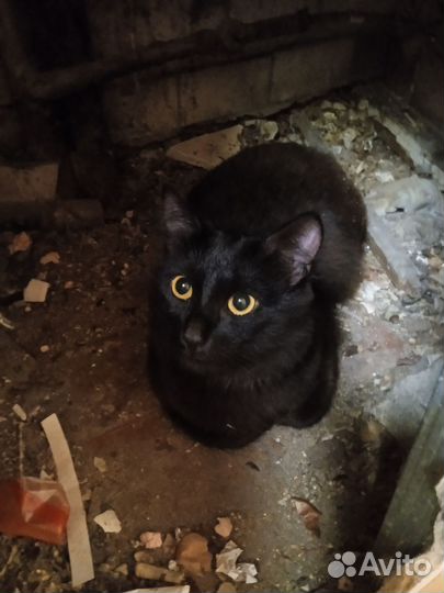 Кот в добрые руки