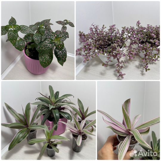 Комнатные растения цветы. Розовые