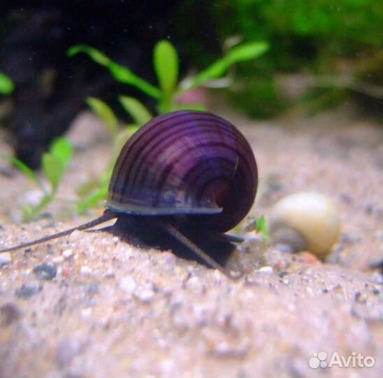 Улитки аквариумные ампулярии