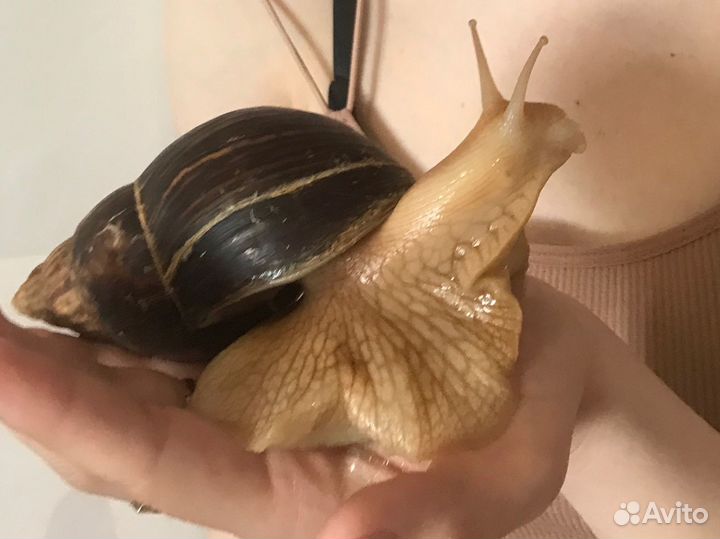 Улитки ахатины