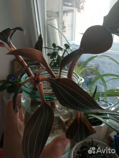 Орхидея лудизия