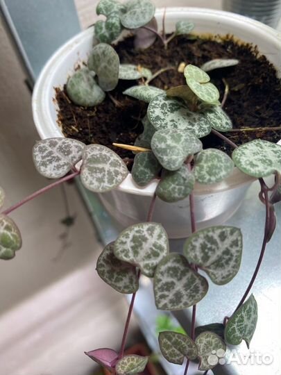 Гинура вариегатная, циссус разноцветный, церопегия