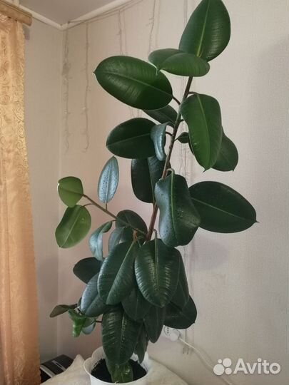 Фикус эластика