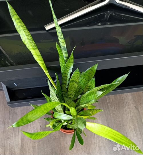 Сансевиерия зейланика