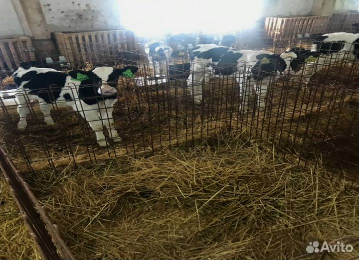 Крс на откорм, бычки