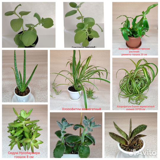 Домашняя мята, Золотой ус, Алоэ Вера, Хлорофитумы
