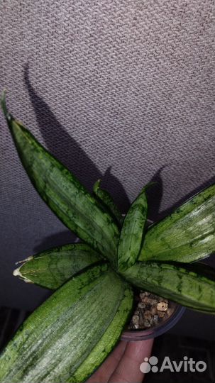 Сортовая сансевиерия Старбëрст(Starburst)