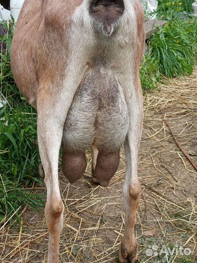 Козы дойные, козлята. Козочки под покрытие