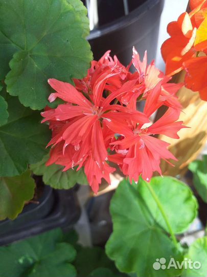 Герань пеларгония розебудная