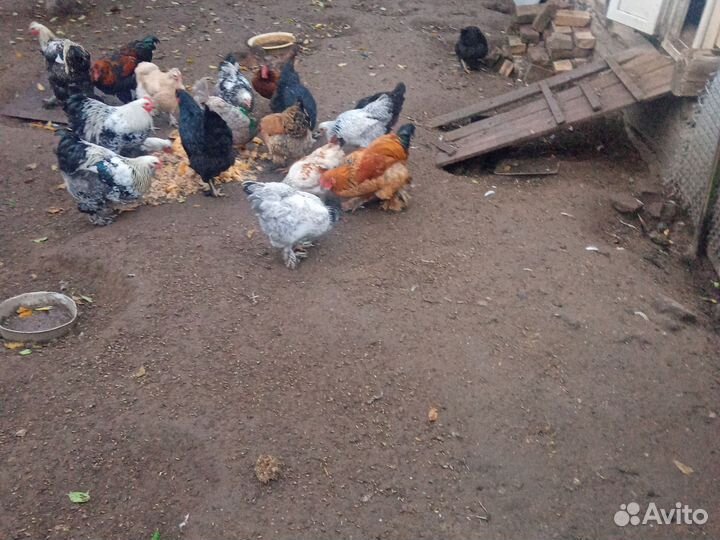 Молодые петухи