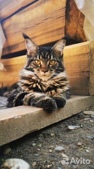Котята мейн-кун