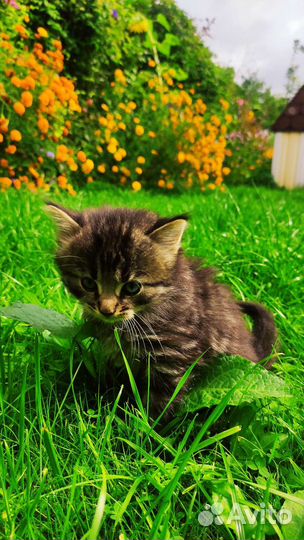 Котенок (мальчик)