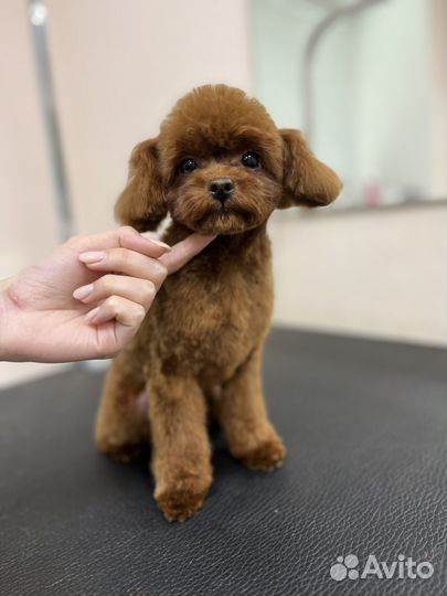 Груминг, стрижка собак, когти, уз-чистка зубов