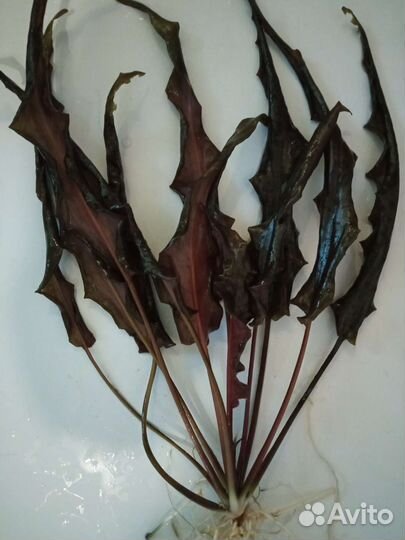 Растения в аквариум