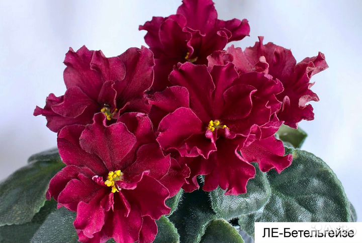 Фиалки сортовые