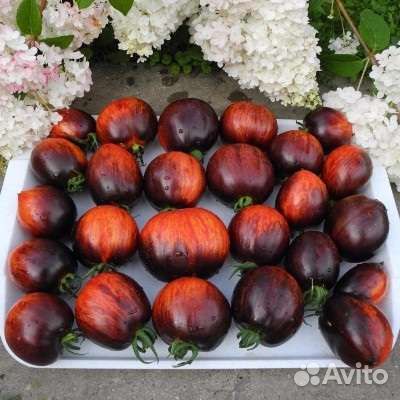 Семена шоколадных и чёрных томатов