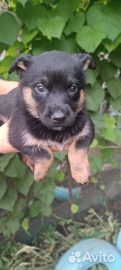 Щенок в добрые руки