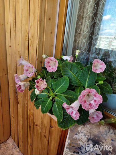 Глоксиния цветущая