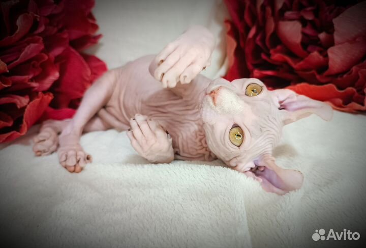 Эльф (двэльф лонг)