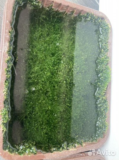 Яванский мох