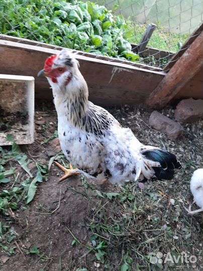 Молодые петухи
