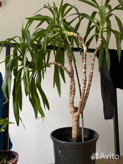 Пальма юкка