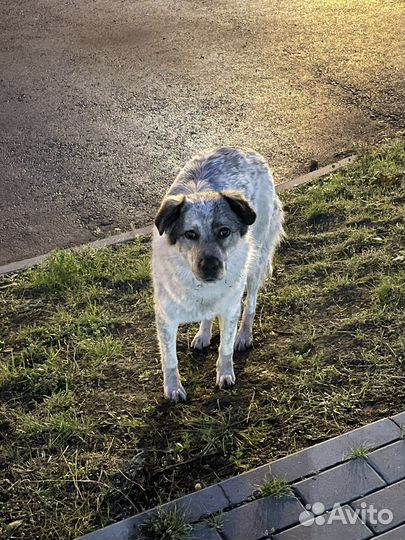 Помогите спасти лучших собак