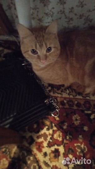 Отдам кота рыжего