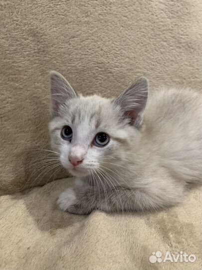 Котики бесплатно
