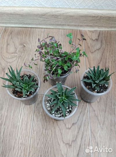 Хавортия,коллизия