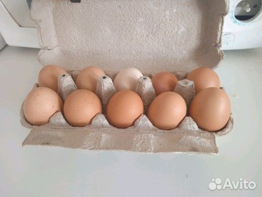 Домашние куриные яйца