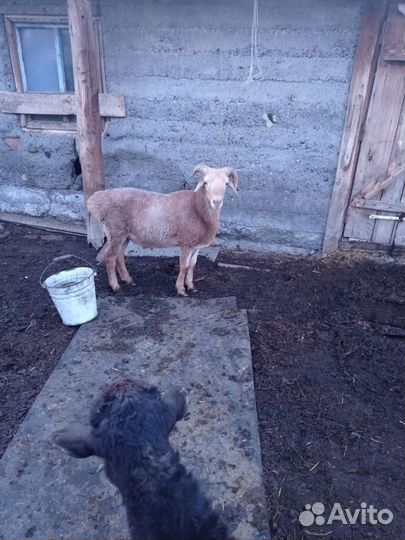 Козлы и баран