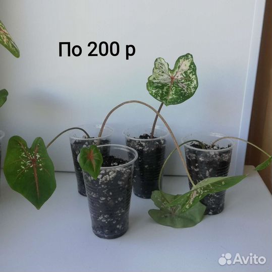 Каладиум тапестри (Tapestry)