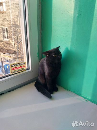 Котик вислоухий